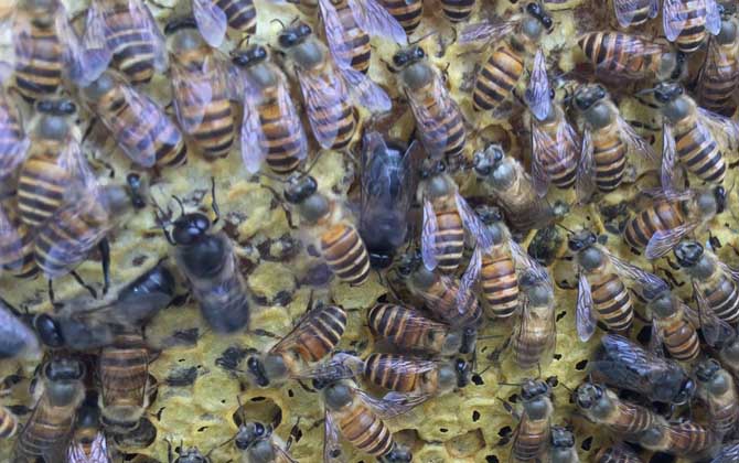 怎樣鑒別蜂王的好壞? 蜂王