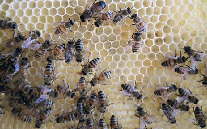 怎樣鑒別蜂王的好壞? 蜂王