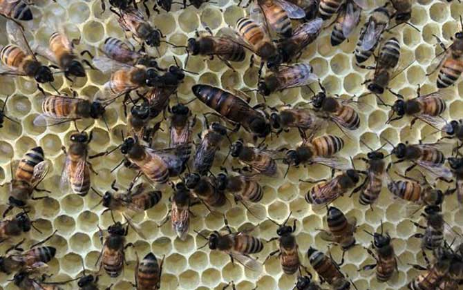 蜂王是公的還是母的? 蜂王