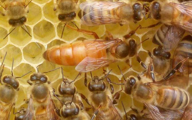 蜂王怎么識別和尋找? 蜂王