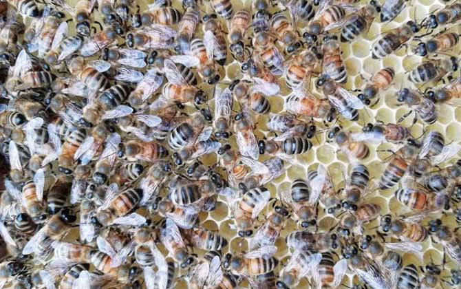 蜂王怎么識別和尋找? 蜂王