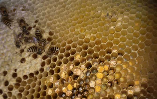 急造王臺要具備哪些條件? 急造王臺