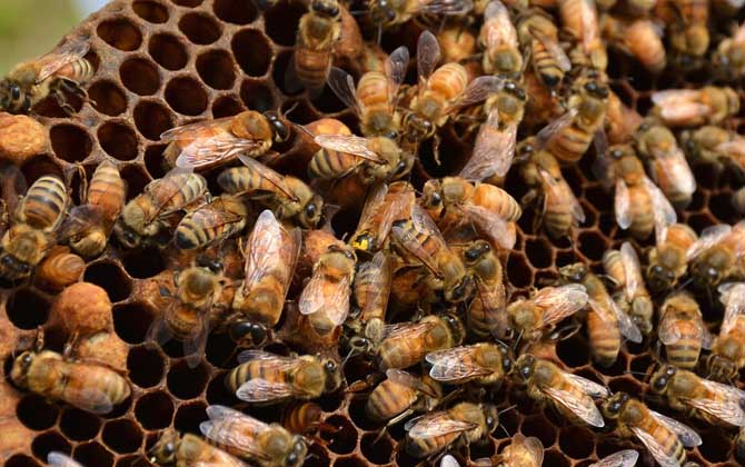 蜂王交尾失敗后會產卵嗎? 蜂王