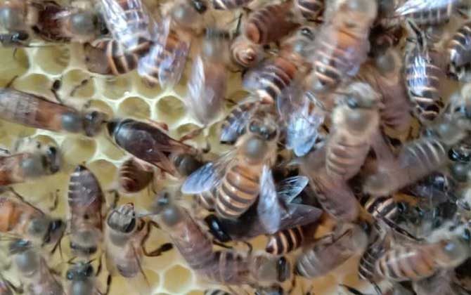 蜂王的壽命有多長? 蜂王