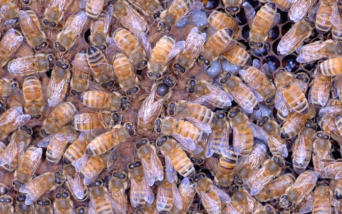 蜜蜂是怎么選蜂王的? 蜂王