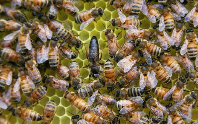 蜜蜂是怎么選蜂王的? 蜂王