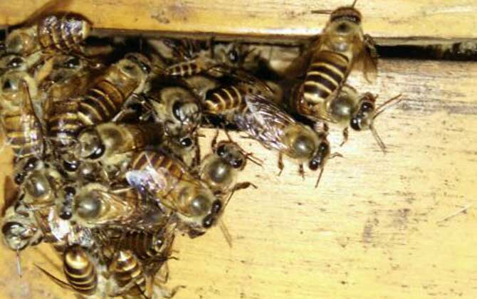100只工蜂能養活蜂王嗎? 蜜蜂