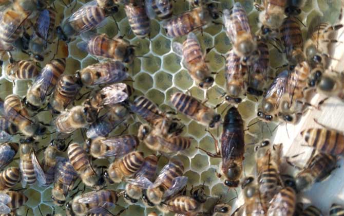 新蜂王沒有雄蜂怎么辦? 蜂王