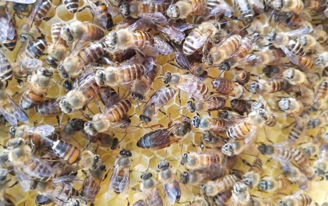 新蜂王沒有雄蜂怎么辦? 蜂王