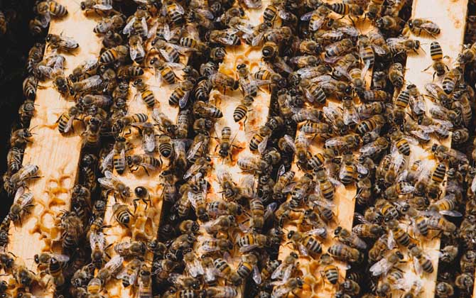 冬天蜂王為什么停止產卵? 蜂王