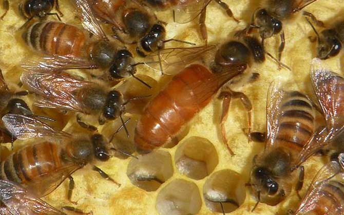 蜂王產卵多少天出工蜂? 蜂王產卵