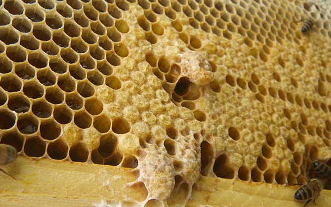 蜂王死了蜂群怎么辦? 王臺