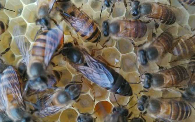 蜂王和蜂后有什么區(qū)別? 蜂王