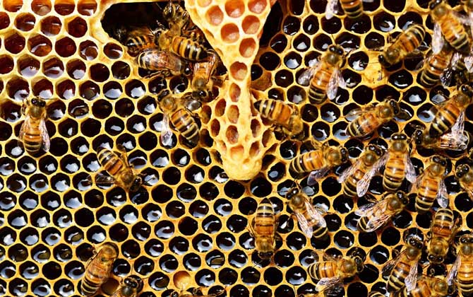 急造王臺出的蜂王好嗎? 急造王臺