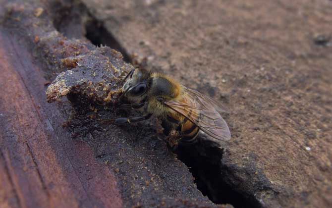 如何能讓蜜蜂急造王臺(tái)? 王臺(tái)