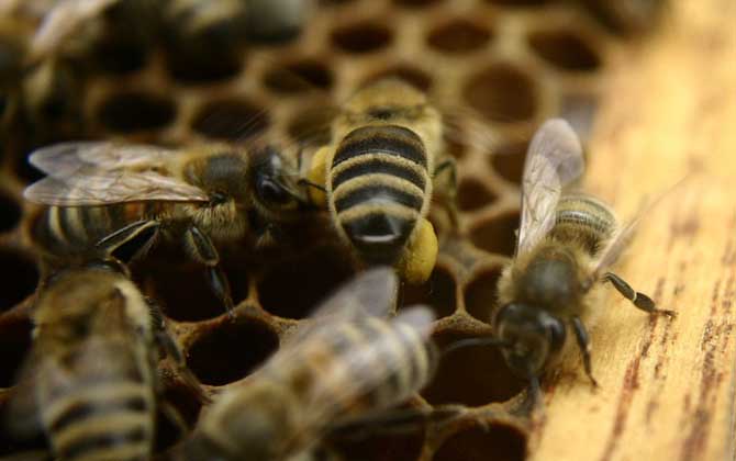 如何能讓蜜蜂急造王臺(tái)? 王臺(tái)