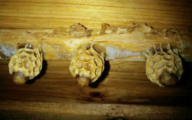 自然王臺封蓋幾天出王? 王臺