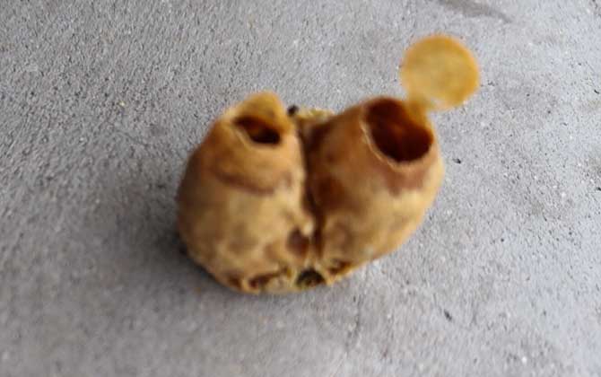 自然王臺封蓋幾天出王? 王臺