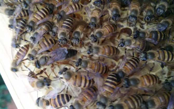 新蜂王怎樣放進蜂群中? 蜂王