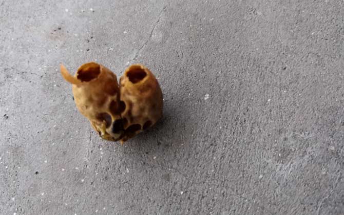 急造王臺一般幾天封蓋? 急造王臺