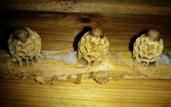 介入王臺的最佳時間 王臺