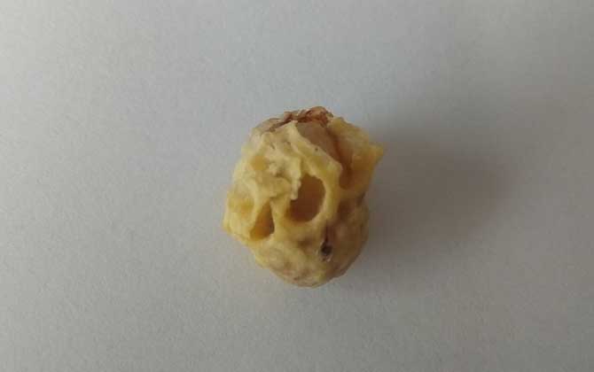 急造王臺(tái)蜂王能繁殖嗎? 急造王臺(tái)