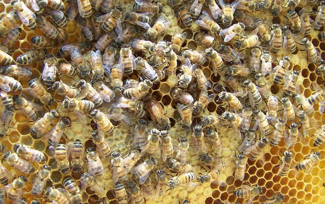 蜂王剪翅膀還會分蜂嗎? 蜂王