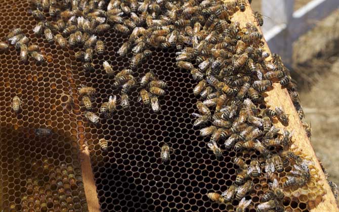 蜂王剪翅膀還會分蜂嗎? 蜂王