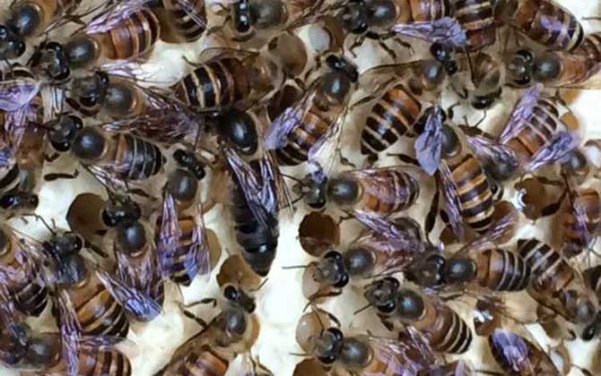 蜂王剪翅膀的好處有哪些? 蜂王