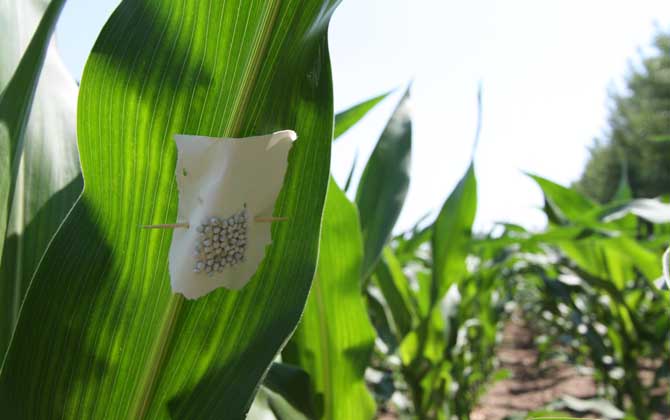 赤眼蜂是益蟲還是害蟲? 赤眼蜂