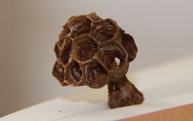 怎樣捅馬蜂窩才安全? 捅馬蜂窩