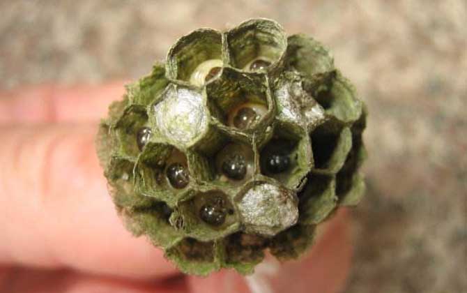 怎樣捅馬蜂窩才安全? 捅馬蜂窩