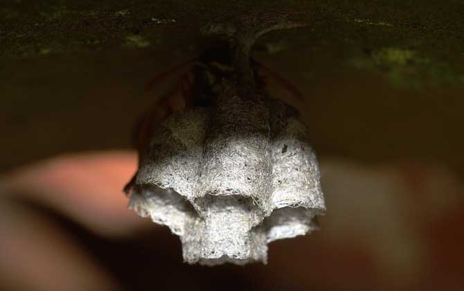 胡蜂蜂王多少錢一只? 胡蜂