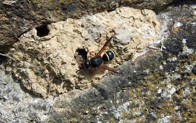 人工養(yǎng)殖馬蜂喂什么食物? 馬蜂