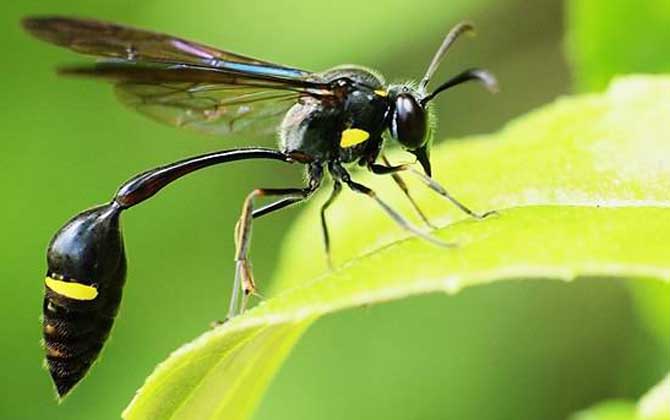 細(xì)腰蜂是益蟲還是害蟲? 細(xì)腰蜂