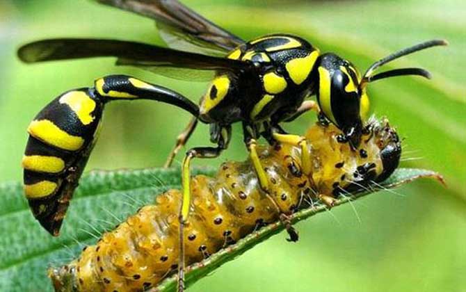 細(xì)腰蜂是益蟲還是害蟲? 細(xì)腰蜂