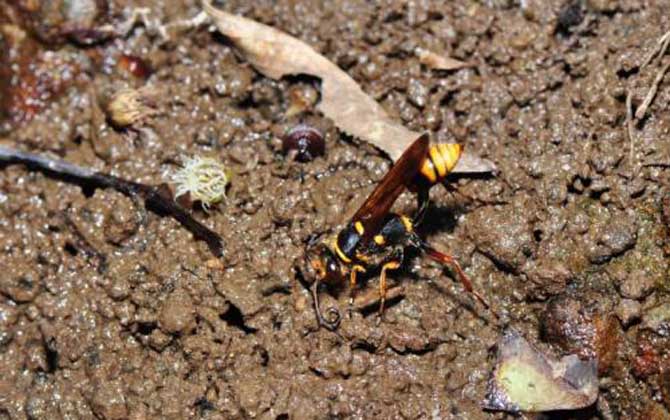 細(xì)腰蜂是益蟲還是害蟲? 細(xì)腰蜂