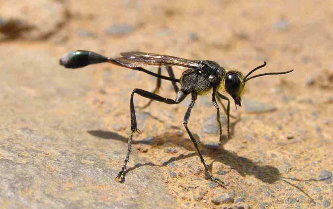 細(xì)腰蜂是益蟲還是害蟲? 細(xì)腰蜂