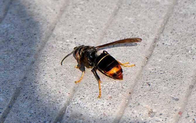 墨胸胡蜂真的能蟄死人嗎? 墨胸胡蜂