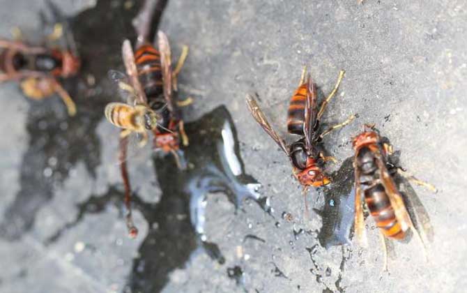 墨胸胡蜂真的能蟄死人嗎? 墨胸胡蜂