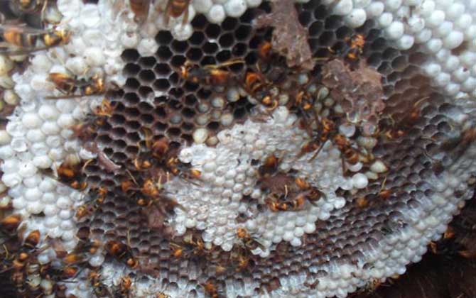 胡蜂(馬蜂)養(yǎng)殖技術(shù)及注意事項(xiàng) 胡蜂養(yǎng)殖