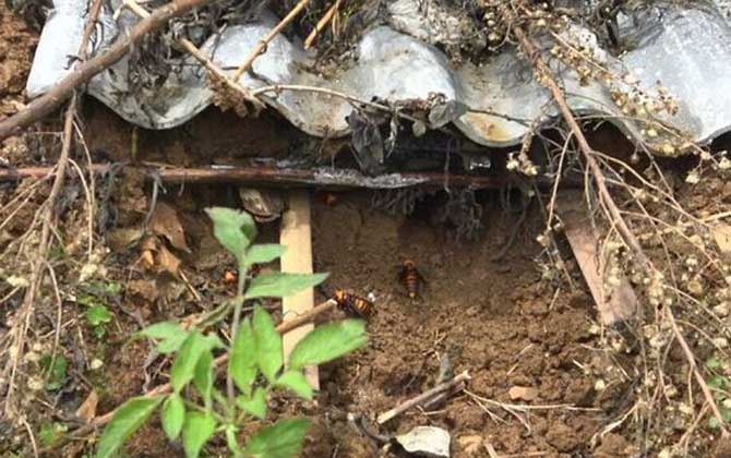 胡蜂(馬蜂)養(yǎng)殖技術(shù)及注意事項(xiàng) 胡蜂養(yǎng)殖