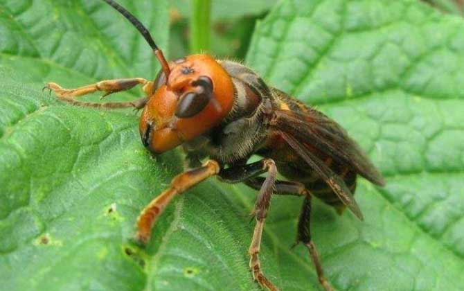 胡蜂的種類及圖片大全 金環胡蜂