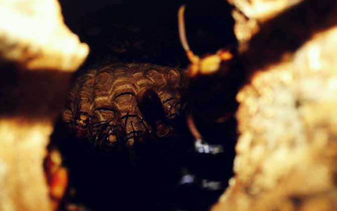 胡蜂的種類及圖片大全 洞夜胡蜂