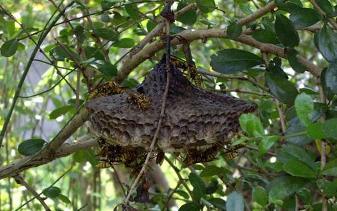 長腳胡蜂的毒性強不強? 長腳胡蜂
