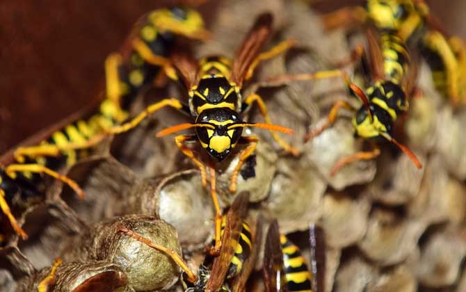 養(yǎng)胡蜂有什么經(jīng)濟(jì)價值? 胡蜂