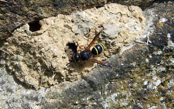 養(yǎng)胡蜂有什么經(jīng)濟(jì)價值? 胡蜂