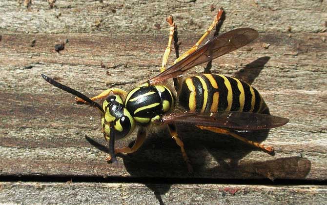 養(yǎng)胡蜂有什么經(jīng)濟(jì)價值? 胡蜂