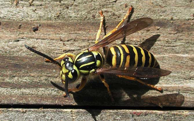 被馬蜂蟄了找不到毒刺怎么辦? 馬蜂