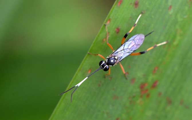 寄生蜂是怎么寄生的? 寄生蜂